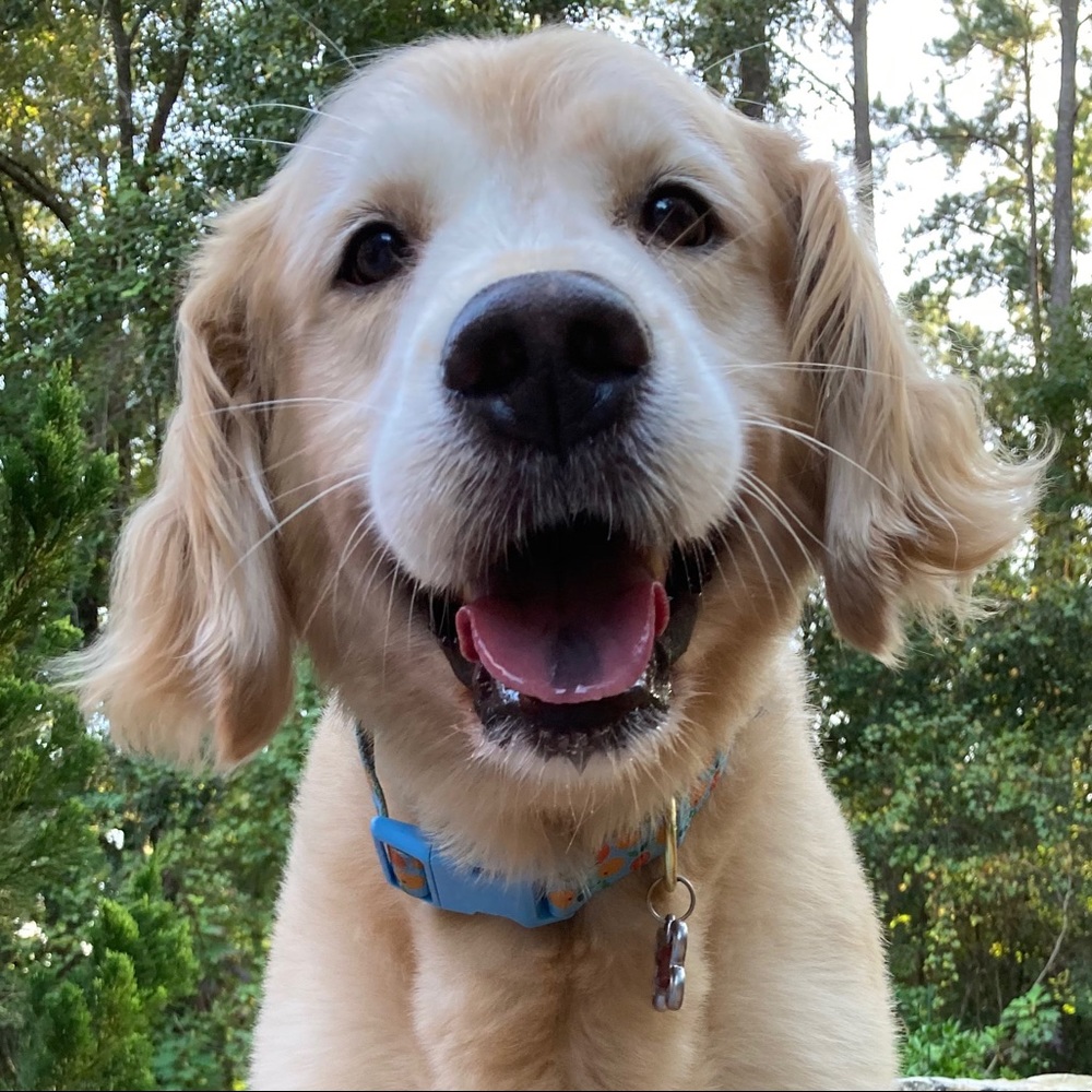 Meet your Posher, Halle